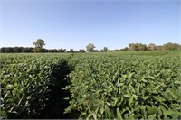 TRACT #1:  91.9+- Acres with 73 Tillable Acres, 1