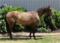 "Jessie" 2017 Stock Horse x Quarter Horse Mare