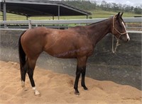 "Fay" 2016 Stock Horse Mare