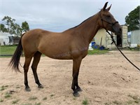 "Candys Little Jet" 2016 Reg. QH Filly