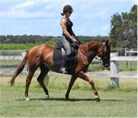 "Lacey" 2012 QH Mare