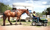 "Kenworth" 2010 Clydesdale x Percheron Gelding