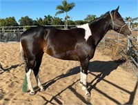 "Silver Dreams Bling It On" 2016 Reg Tobiano Filly