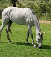 "General" 2013 Anglo Arab Gelding