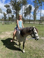 "Velvet" 2013 Australian Pony Mare
