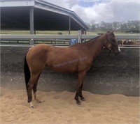 "Rosie" 2017 Stock Horse Filly