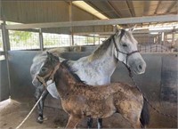 "Sarah" 2016 Stock Horse Mare & Foal