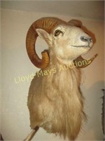 Barbary Sheep Taxidermy Mount - Texas Aoudad