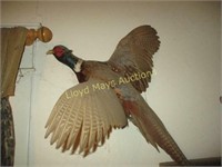 Pheasant In Flight Taxidermy Mount