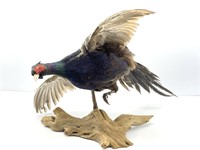 Pheasant Mounted on Drift Wood Pedestal