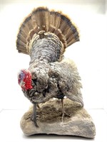 Turkey Wall Mount 41"  Total Height, 20" Length,