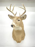 Whitetail Buck Shoulder Mount 6 Point