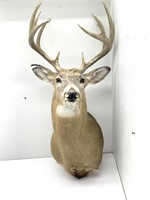 Whitetail Buck Shoulder Mount 11 Point