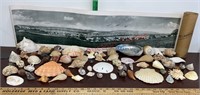 Sea Shells & Camp Roberts California picture