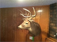 mounted deer head, slight turn