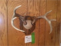 4 point  mounted Antlers