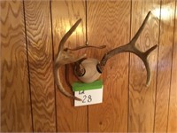 Mounted 3 point Antlers