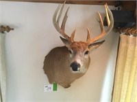 Deer Head Mount, slight turn