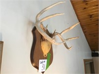 Mounted 5 Point Antlers