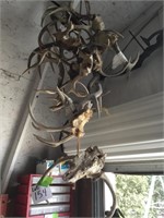 Hanging Deer Antlers