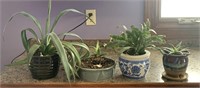 4 Succulent houseplants/ 2 pottery pots