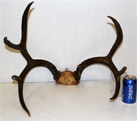 Set of Mule Deer Horns Antlers 19.5" H & W
