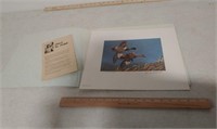 Duck stamp print only,signed by Plasschaert