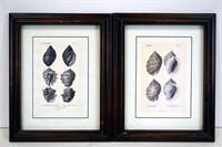 Pair of Framed Shell Prints