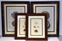 Group of 4 Framed & Matted Shell Prints