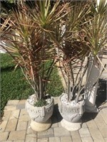 2 potted plants in concrete planters