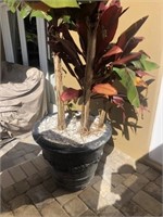 Lg Potted Plant in concrete planter
