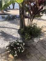 2 potted Plants in concrete planters