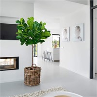 BESAMENATURE 6.3-feet Tall Artificial Fiddle Leaf