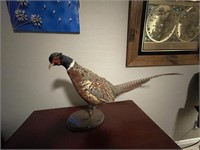 O - Pheasant Taxidermy