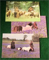 Monastry Miniature Horses Vintage Post Cards