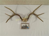 BLACK & WHITE HUNTER PHOTO & DEER ANTLERS: