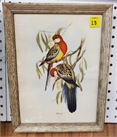 J Gould Bird Print in Frame