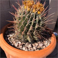 Terra Cotta Planter/ Barrel / Cactus