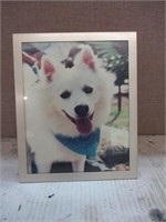 Framed Picture of a Dog