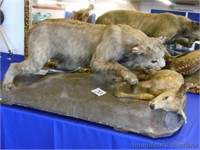 Antique Bobcat & Fawn Taxidermy Display