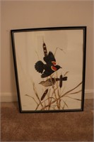 Jim Oliver Framed Signed Print - Red-Winged Blackb