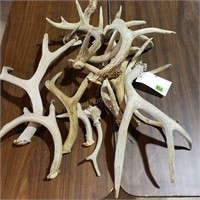 Antlers - Different Sizes