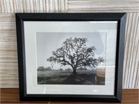 Nice Black & White Tree Print Matted and Framed