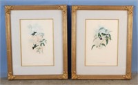 John Gould (1804-1881) Pair of Bird Lithographs
