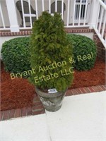2 OUTDOOR SPRUCE PINE PLANT(S) IN A GRAY POT WITH