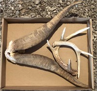 Small Deer Antlers and Horns