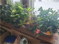 Live House Plants