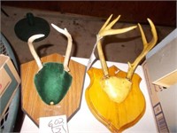 7 Point & 3 Point Deer Mounts