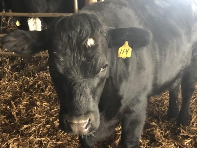 Online Only Auction- Feeder Cattle, Equipment and More!