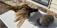 BIRD, TURTLE and FOX SKIN